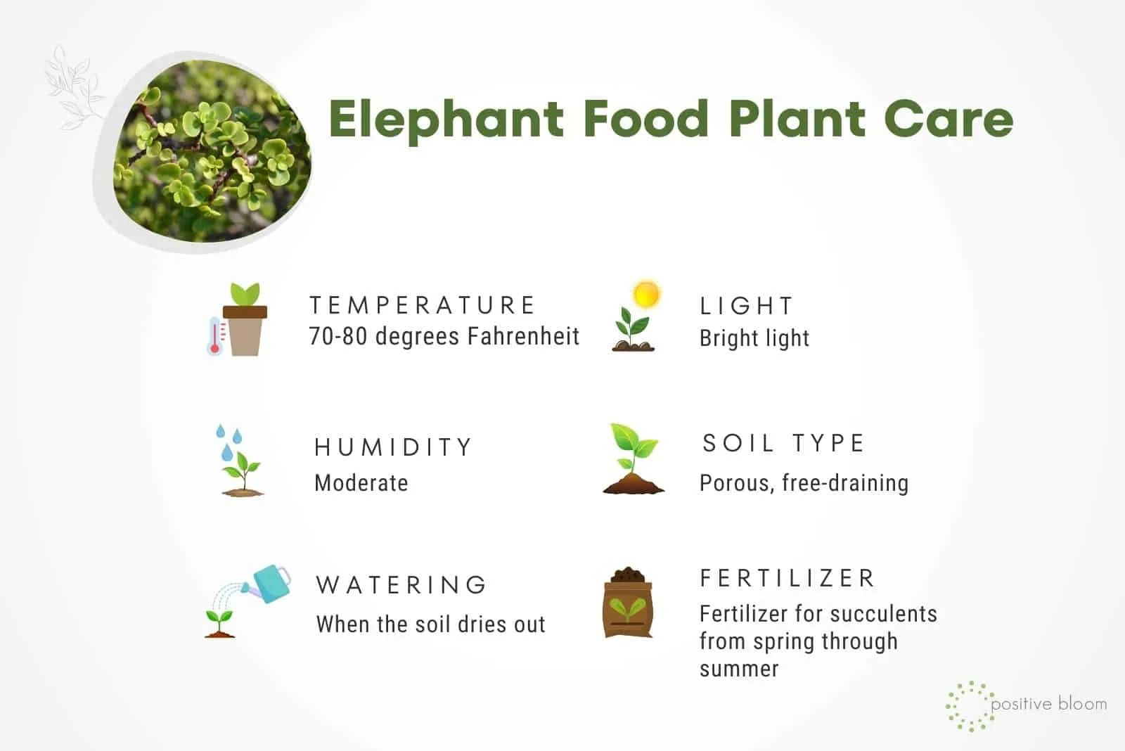 Elephant Food Plant Care