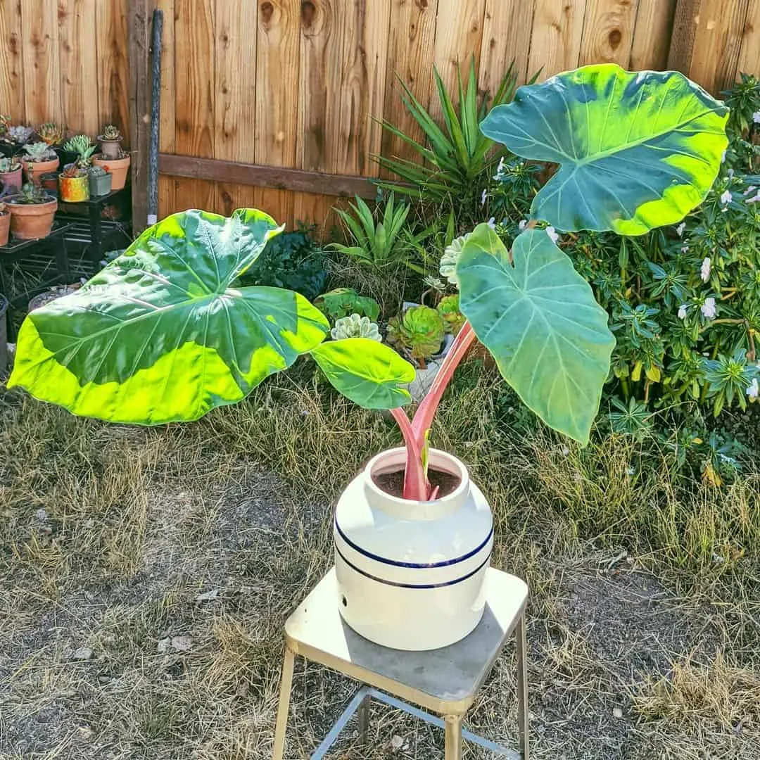 Elephant plant in a white pot