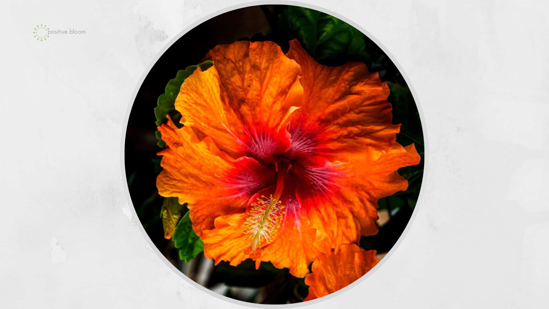fiesta hibiscus flower
