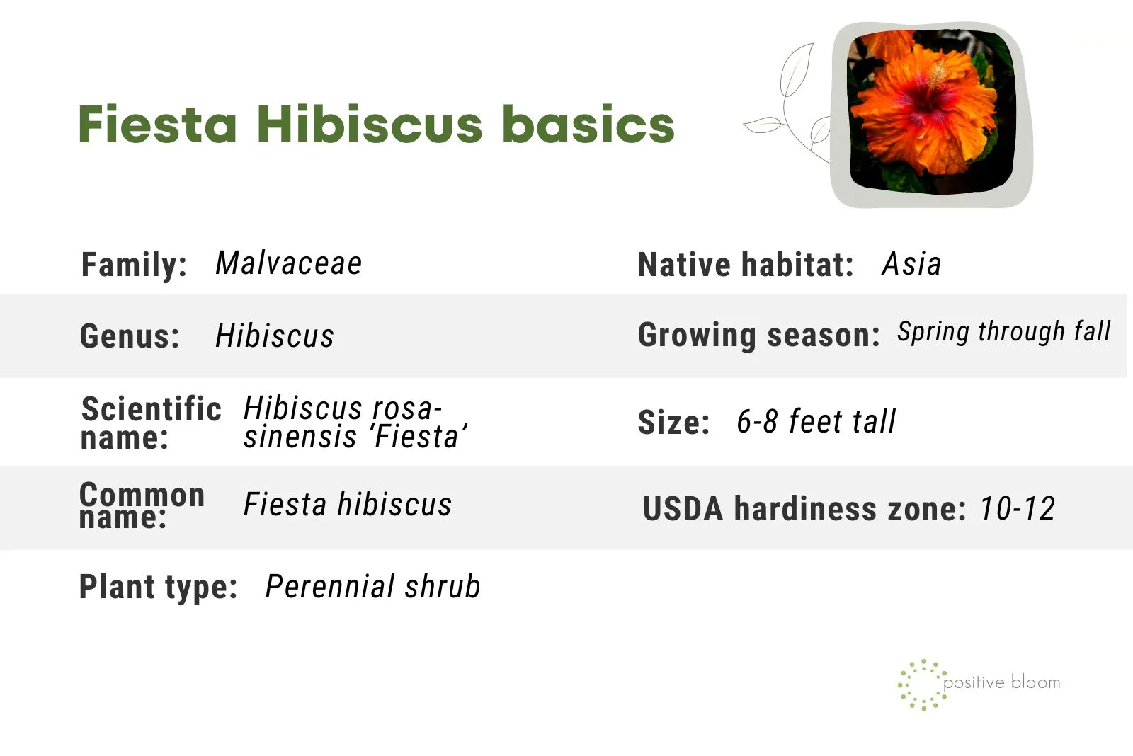 Fiesta Hibiscus basics