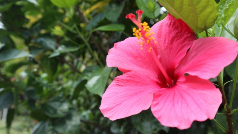 Fiesta Hibiscus