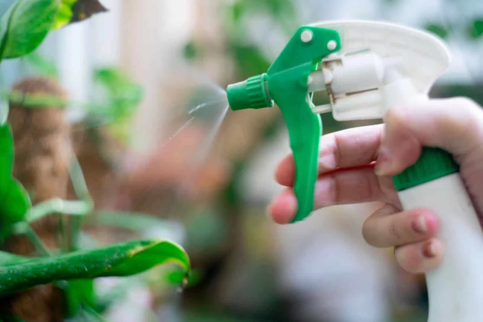 Green spray bottle being used to mist spray pesticide