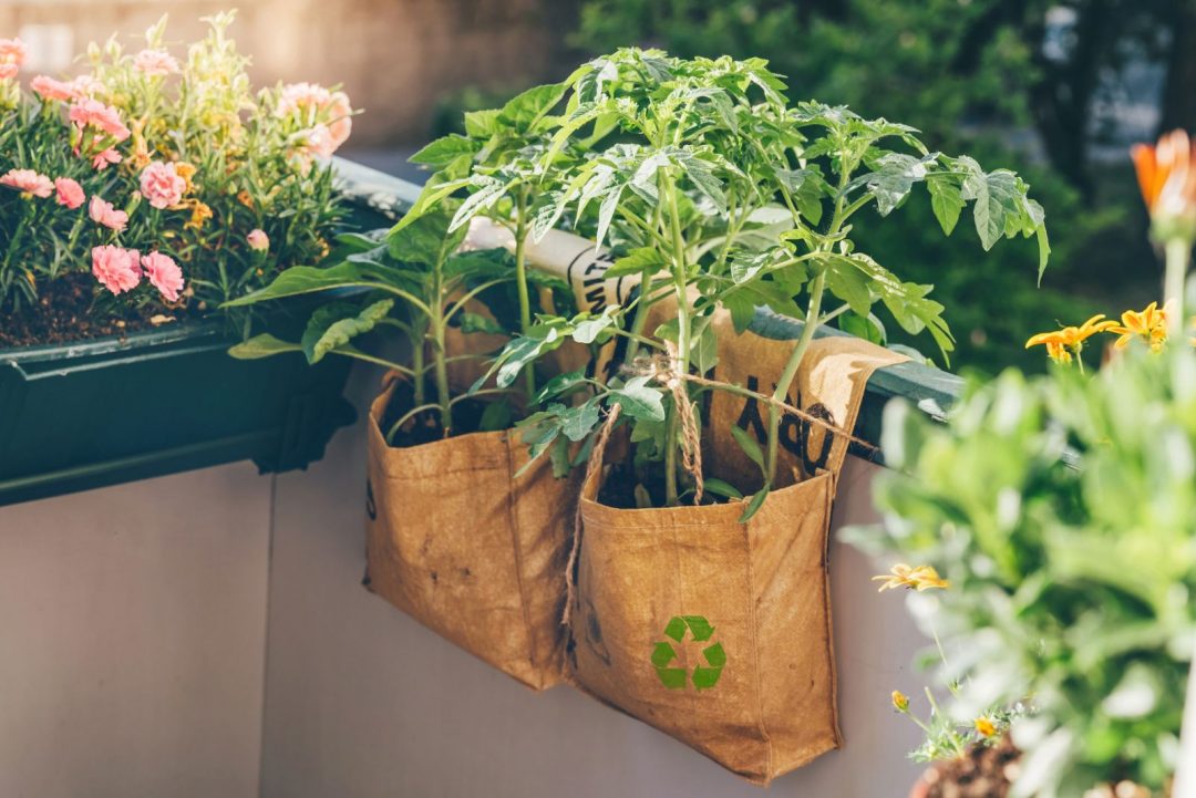 The 7 Disadvantages Of Grow Bags Every Gardener Should Know