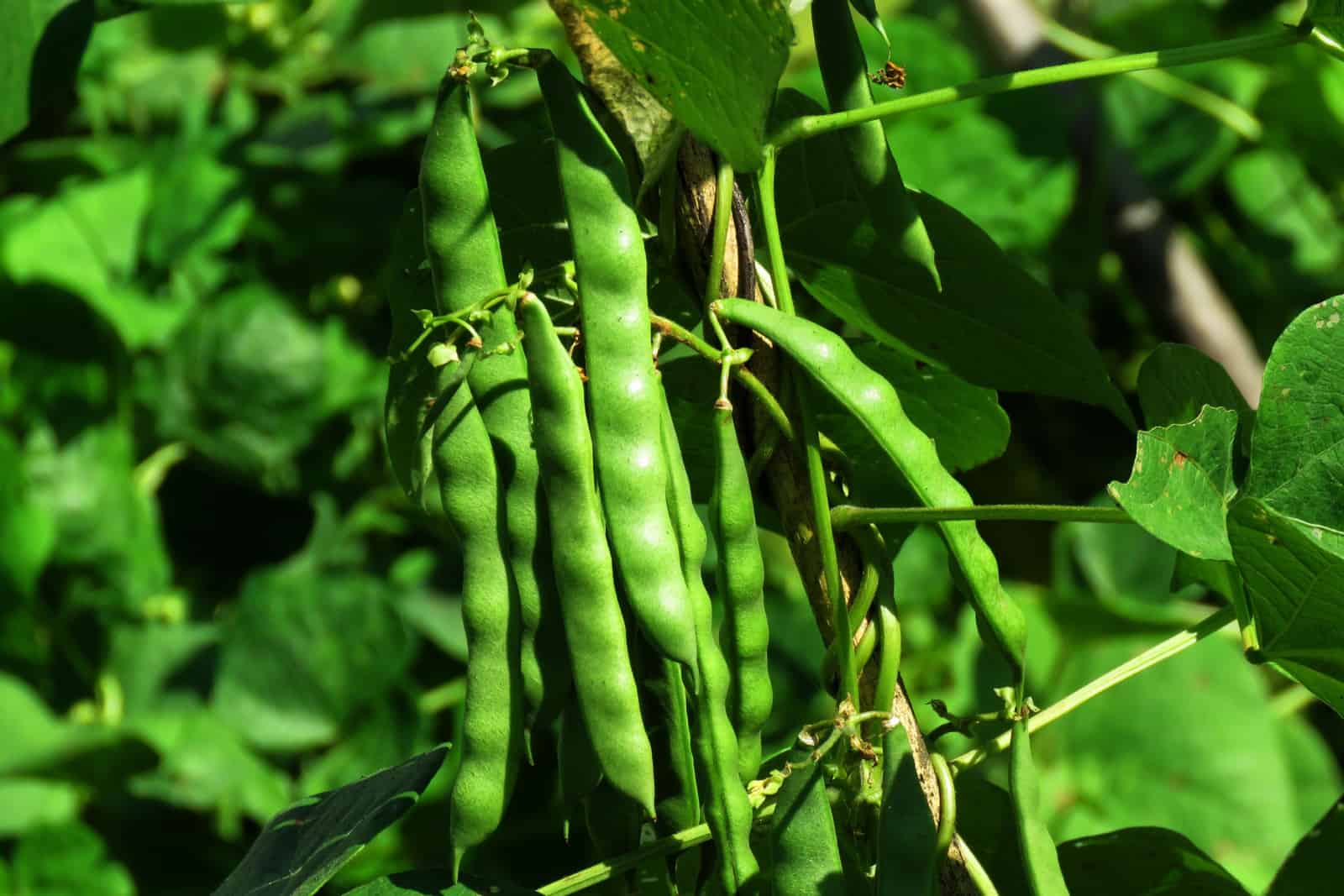 Healthy green beans hanging on a bean plant in a kitchen garden