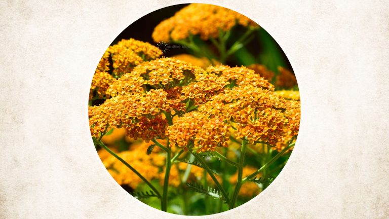 how to care for the achillea terracotta