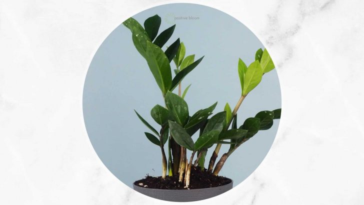 Is The ZZ Plant Not Growing A Real Issue Or A Natural Phenomenon?