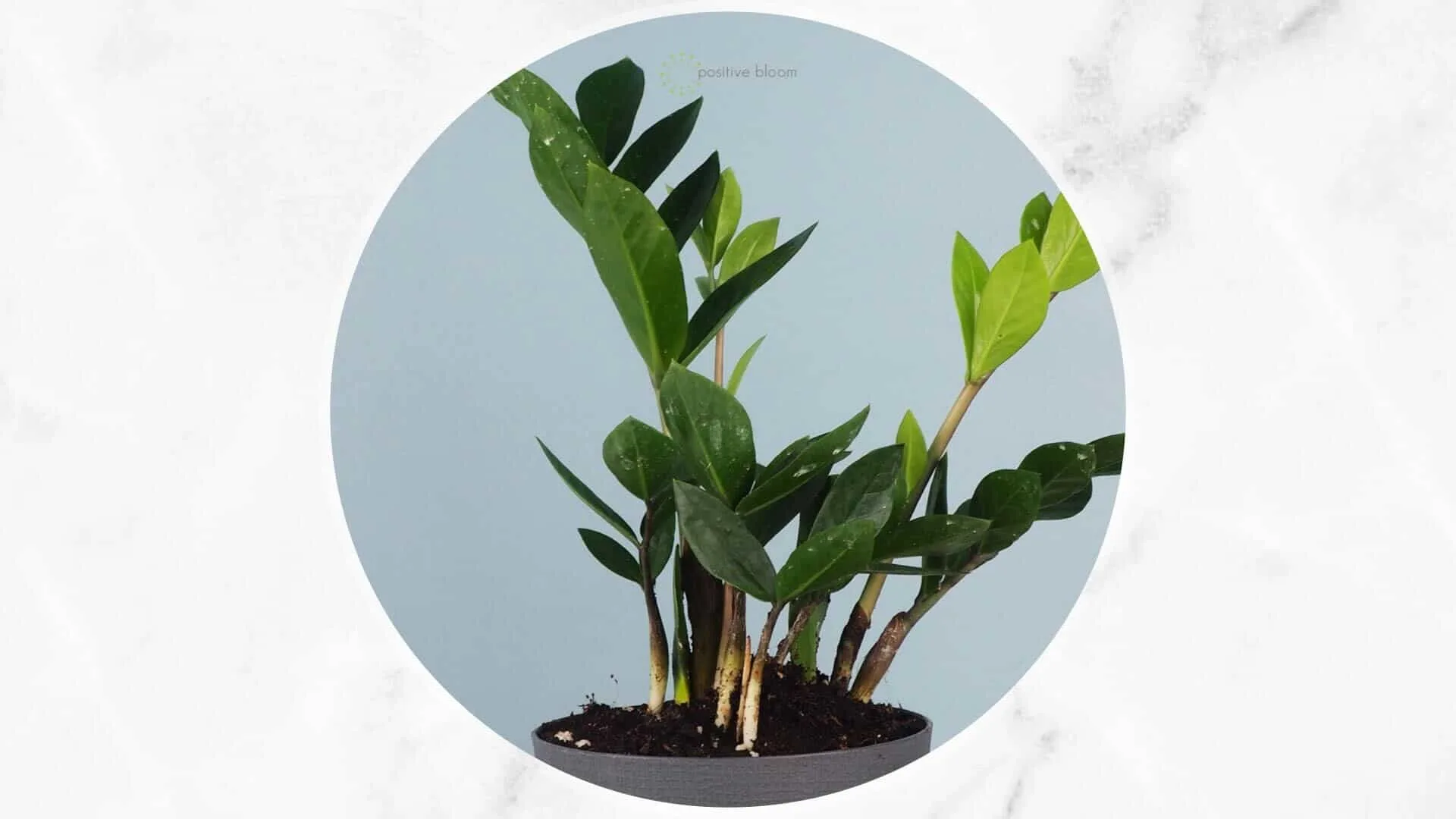 ZZ Plant