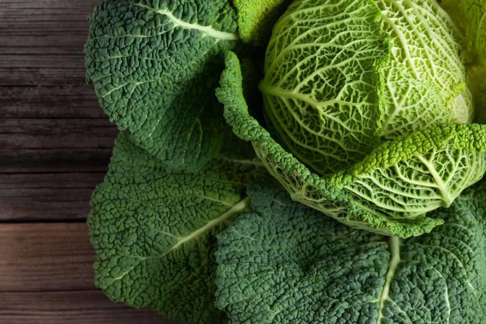 Savoy cabbage super food close up