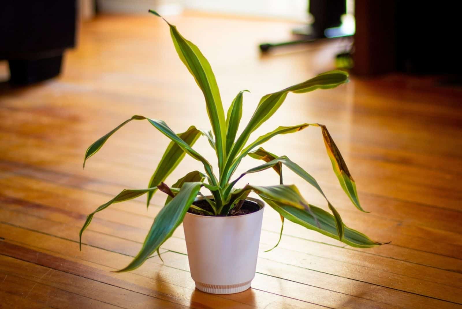 Snake plant on hardwood floor with dying leaves