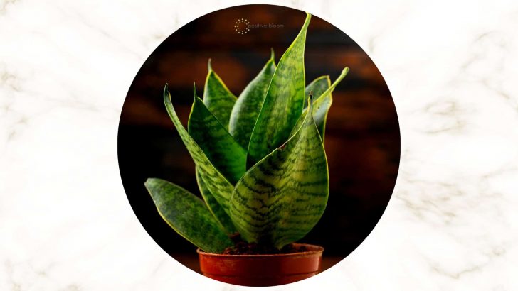 The Best Snake Plant Care Tips + How To Solve Their Issues
