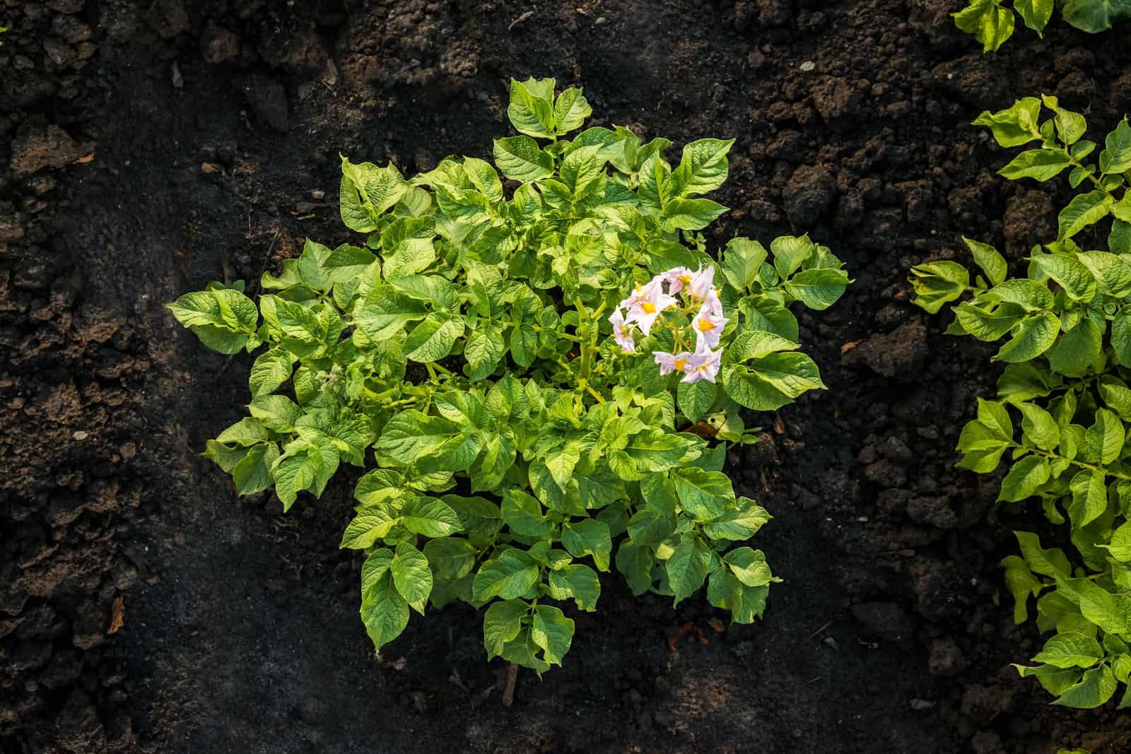 Top view of a big healthy blooming potato plant growing in the vegetable garden