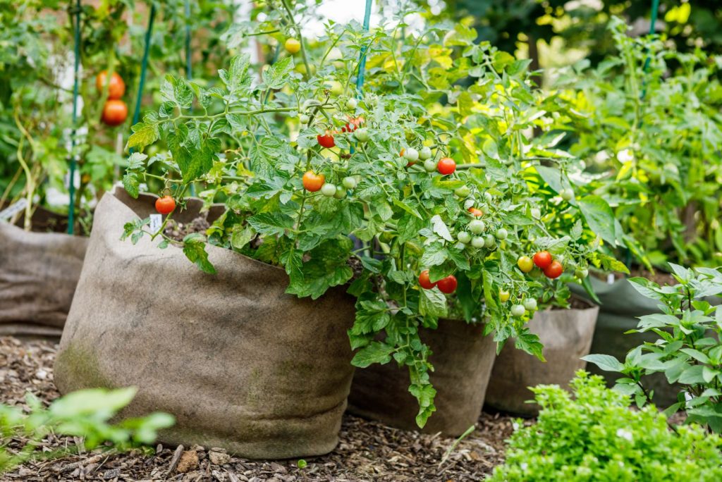 The 7 Disadvantages Of Grow Bags Every Gardener Should Know