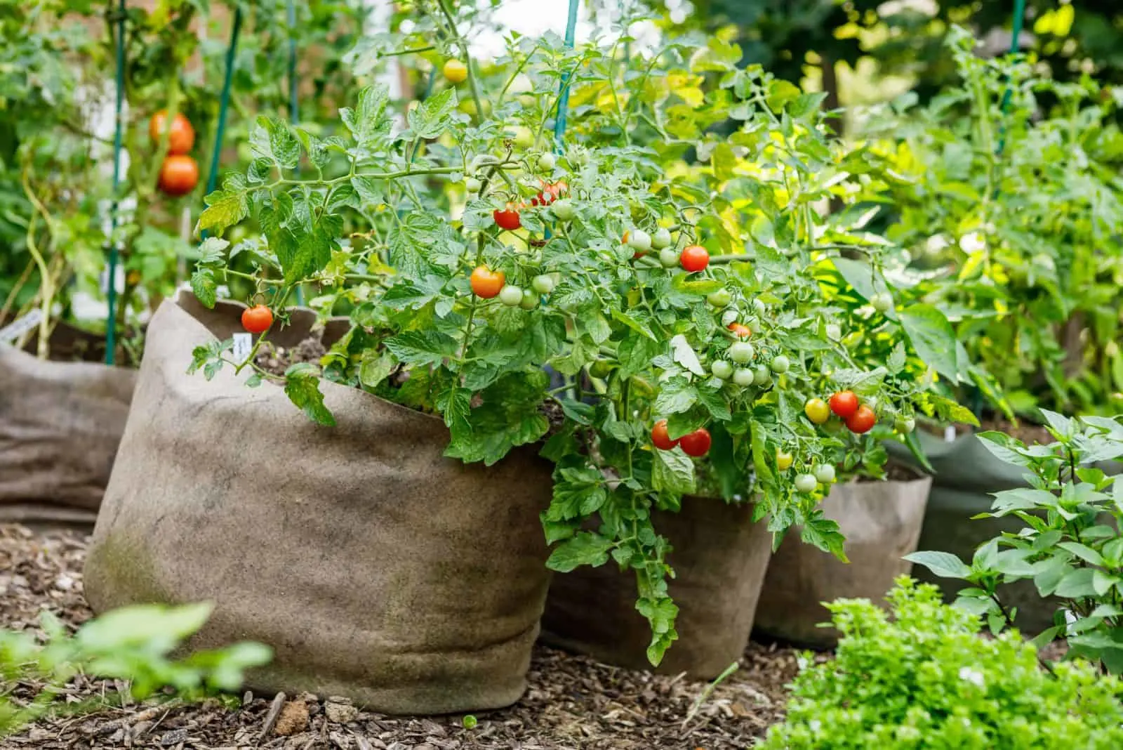 Grow Tomatoes Anywhere with Grow Bags — Meadowlark Journal