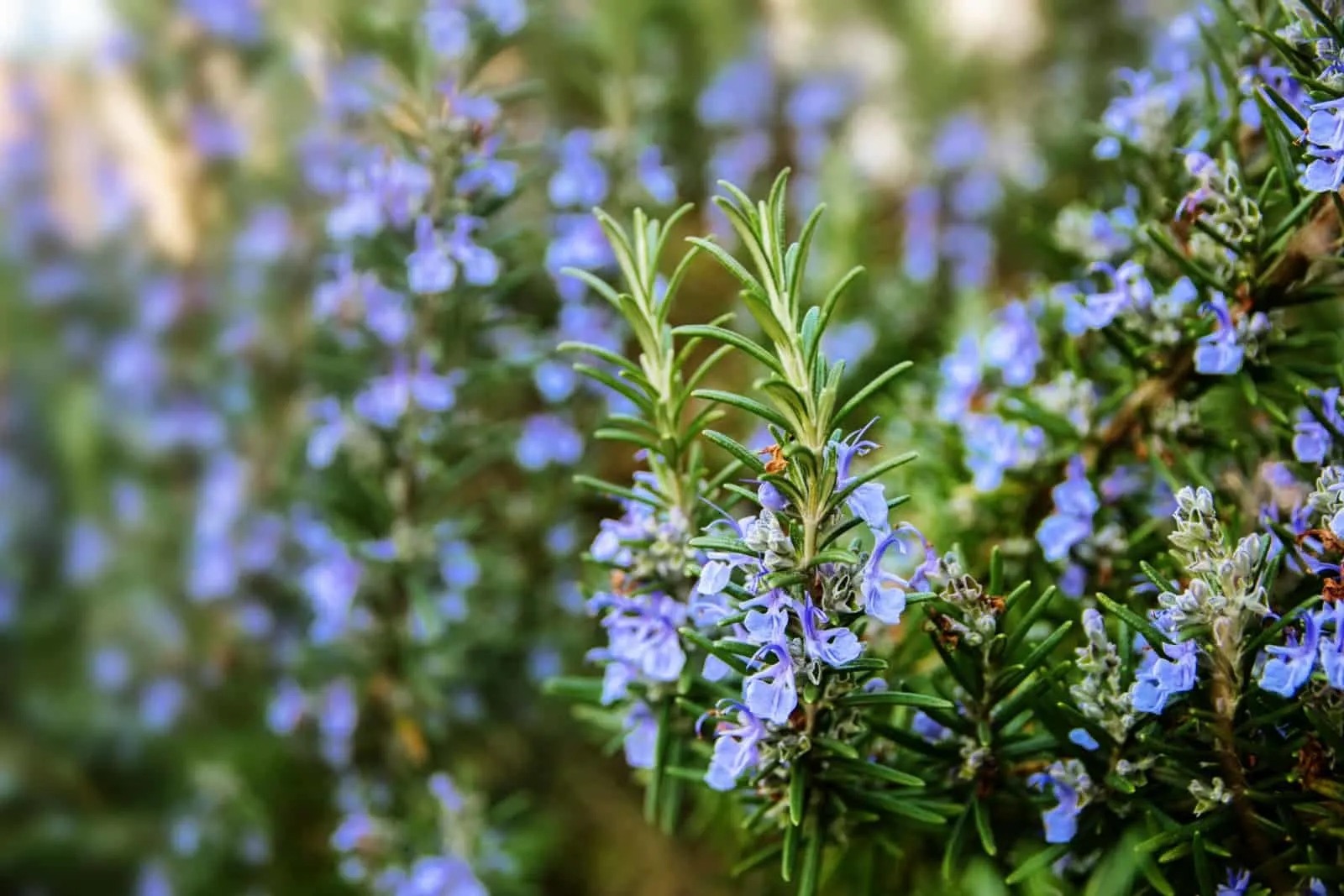 blossoming rosemary plants in the herb garden