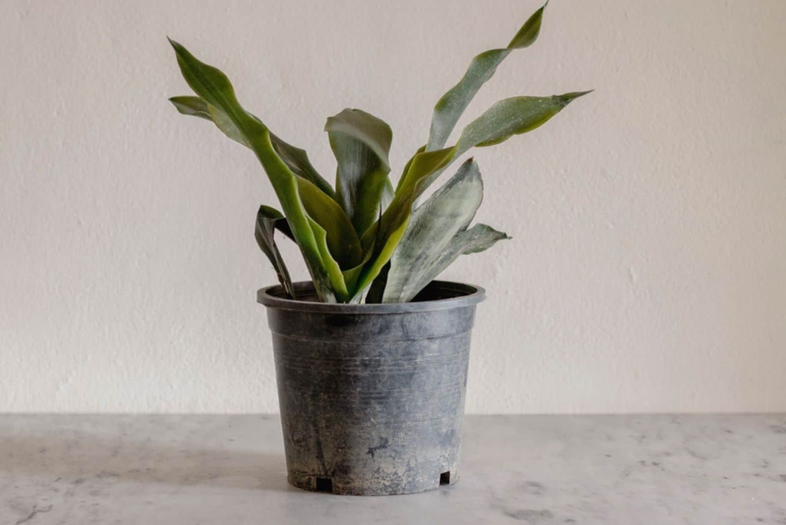 snake plant dying in a black pot