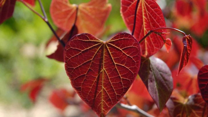 10 Mesmerizing Trees With Heart-shaped Leaves