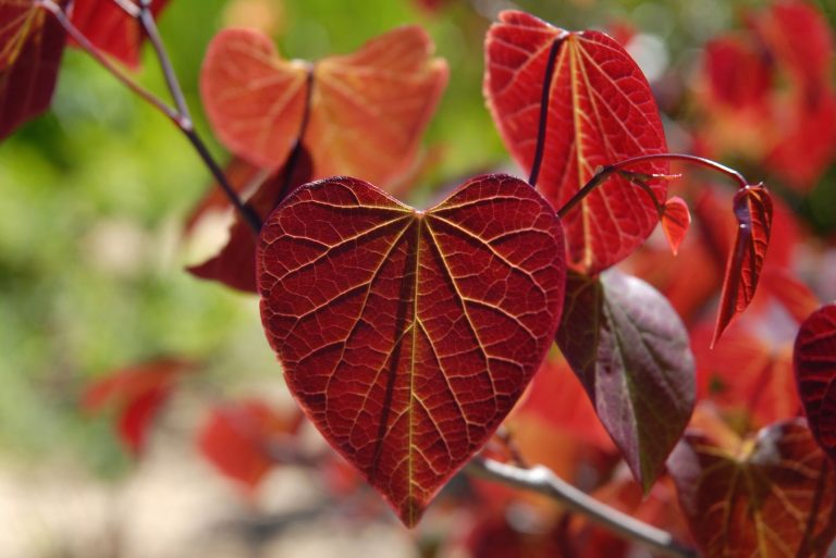 Trees With Heart-shaped Leaves