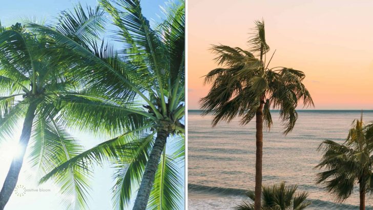 15 Unbelievable Palm Tree Facts You Probably Didn’t Know