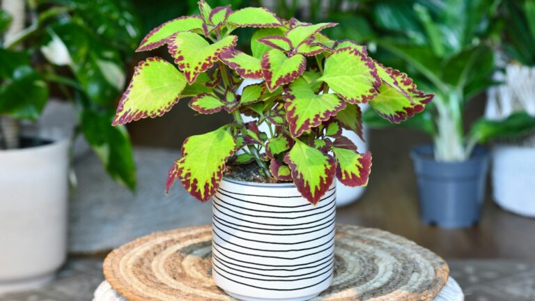 Coleus in a pot on a table