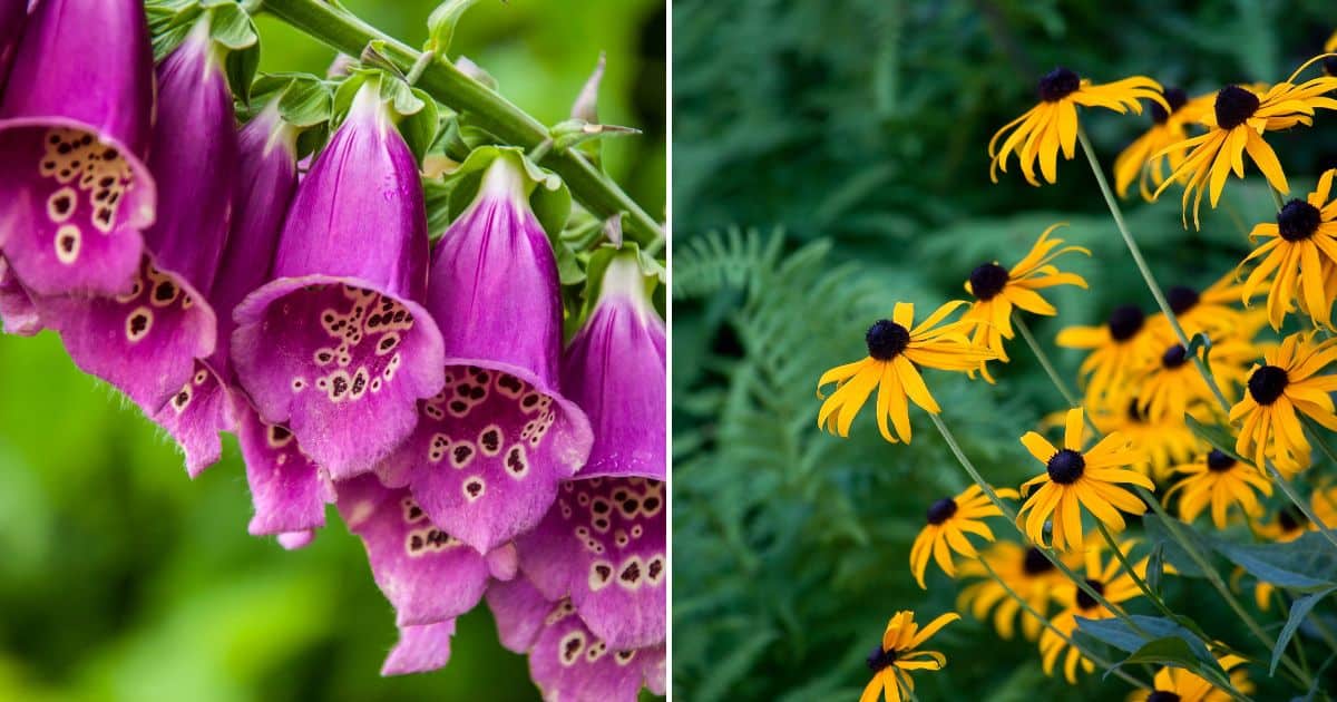 19 Best Self-seeding Plants That Will Keep Coming Back