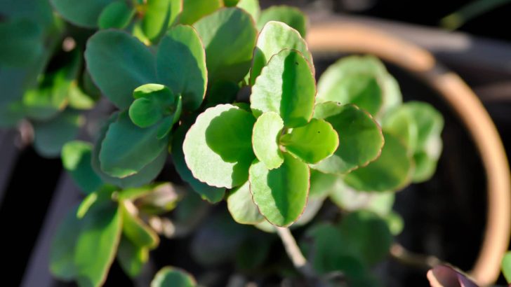 21 Magnificent Kalanchoe Types That Are Easy To Grow