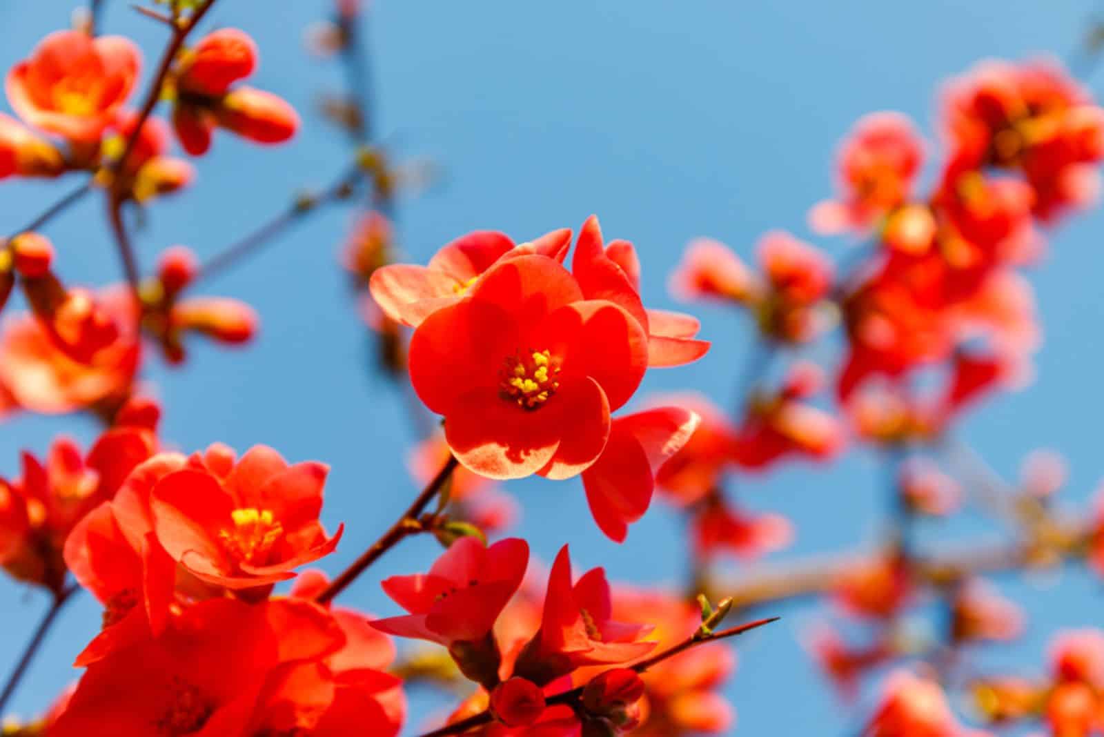 23 Gorgeous Red Flowers For Every Season