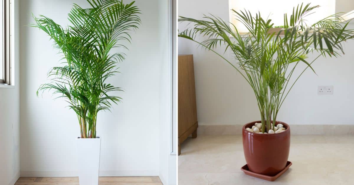 25 Best Types Of Indoor Palm Trees To Improve Your Decor