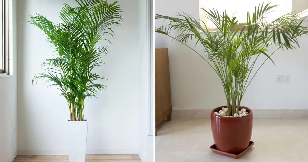 the best types of indoor palms