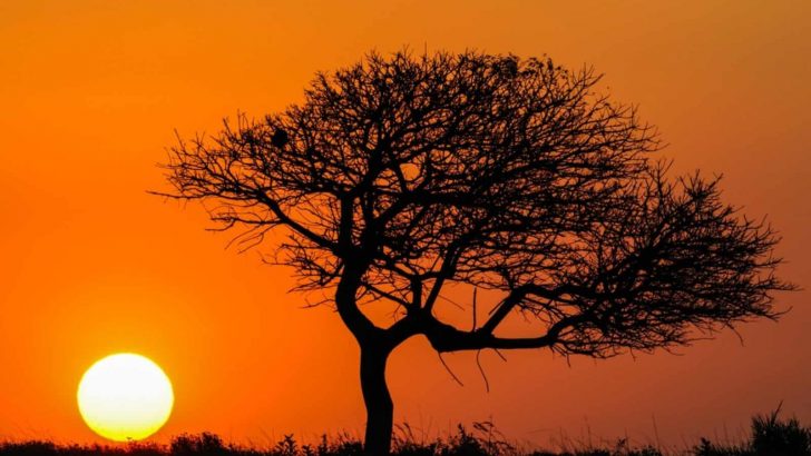 25 Spiritual Trees And What They Symbolize Around The World