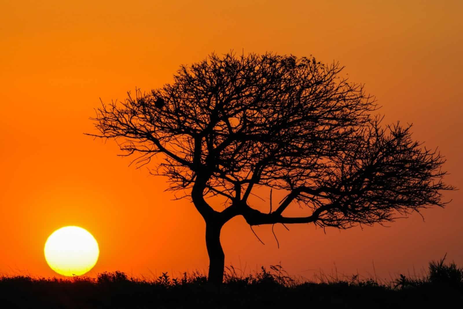 accacia tree in sunset
