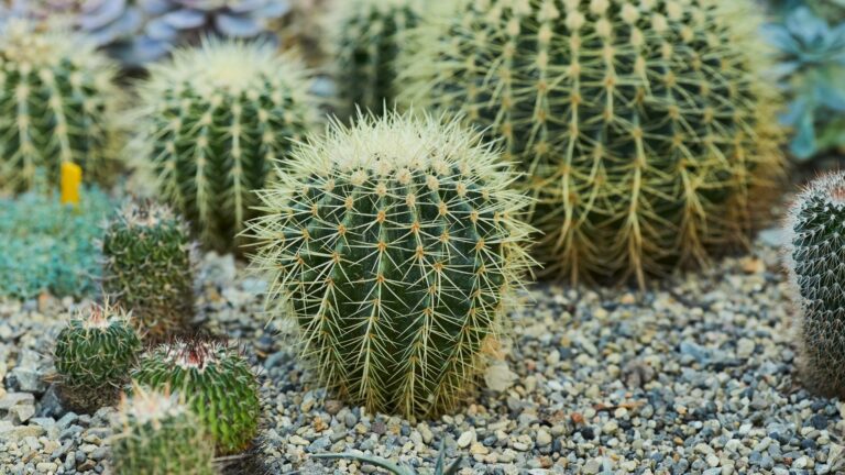 Big green cacti growing in the rocky soil at the Botanical Garden