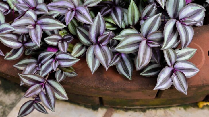 3 Steps To Propagating The Inch Plant And Care Tips