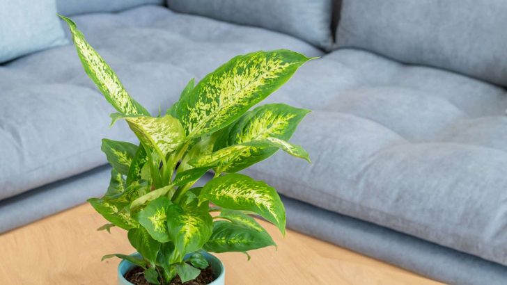 30 Captivating Dieffenbachia Varieties + Tips For Growing Them