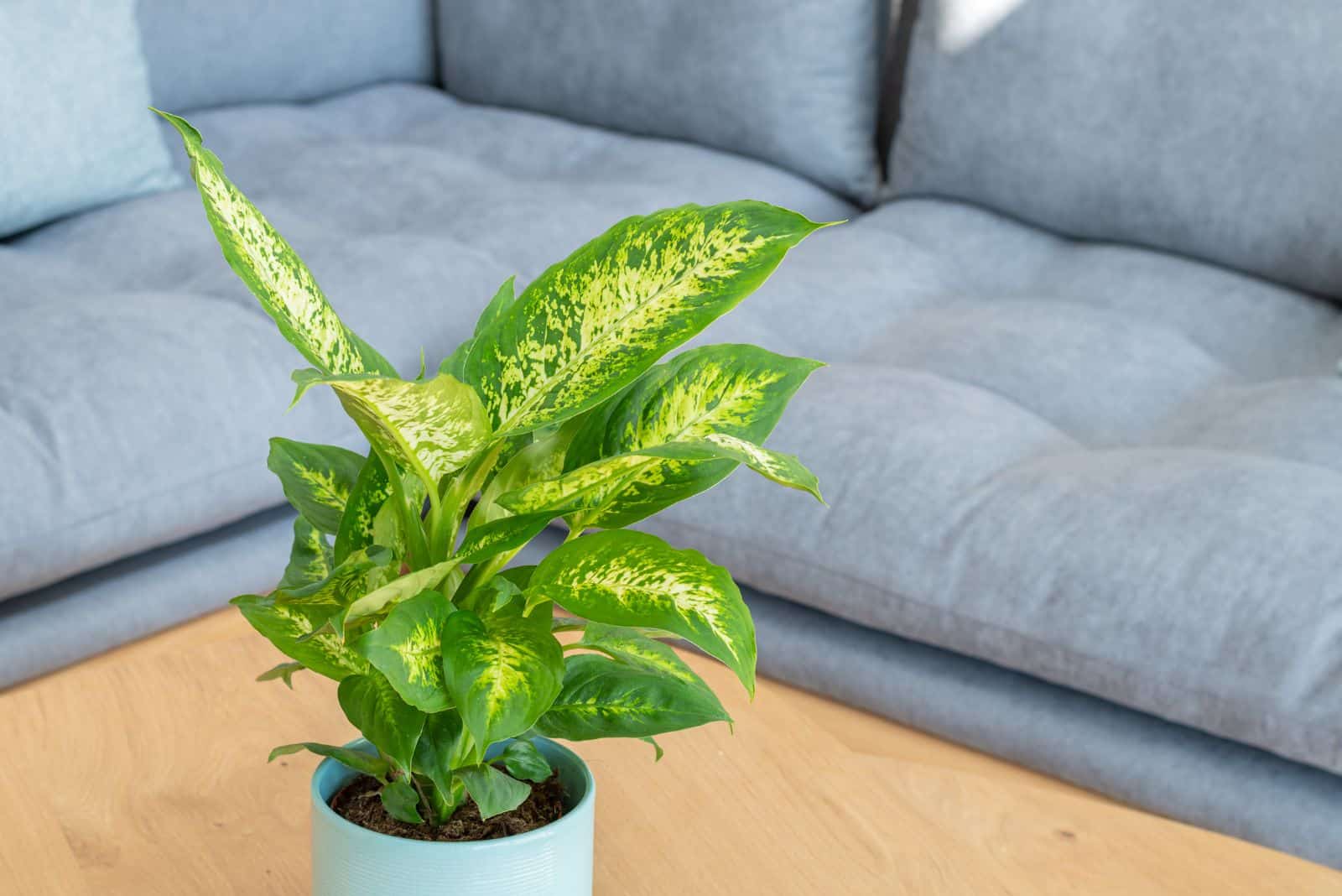 30 Captivating Dieffenbachia Varieties + Tips For Growing Them