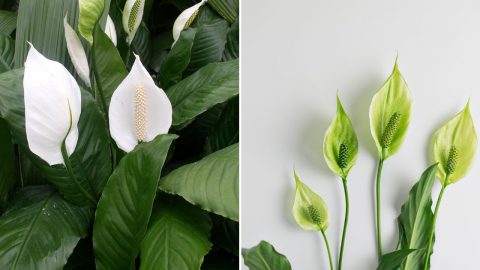 30 Stunning Peace Lily Varieties + Tips For Growing Them