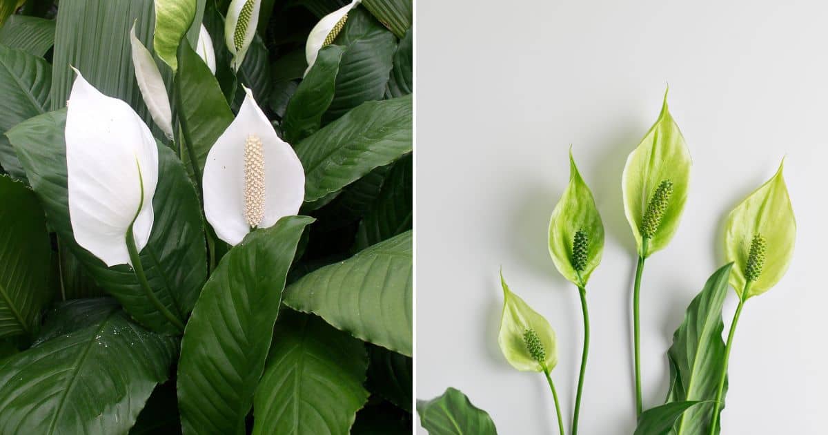 30 Stunning Peace Lily Varieties + Tips For Growing Them