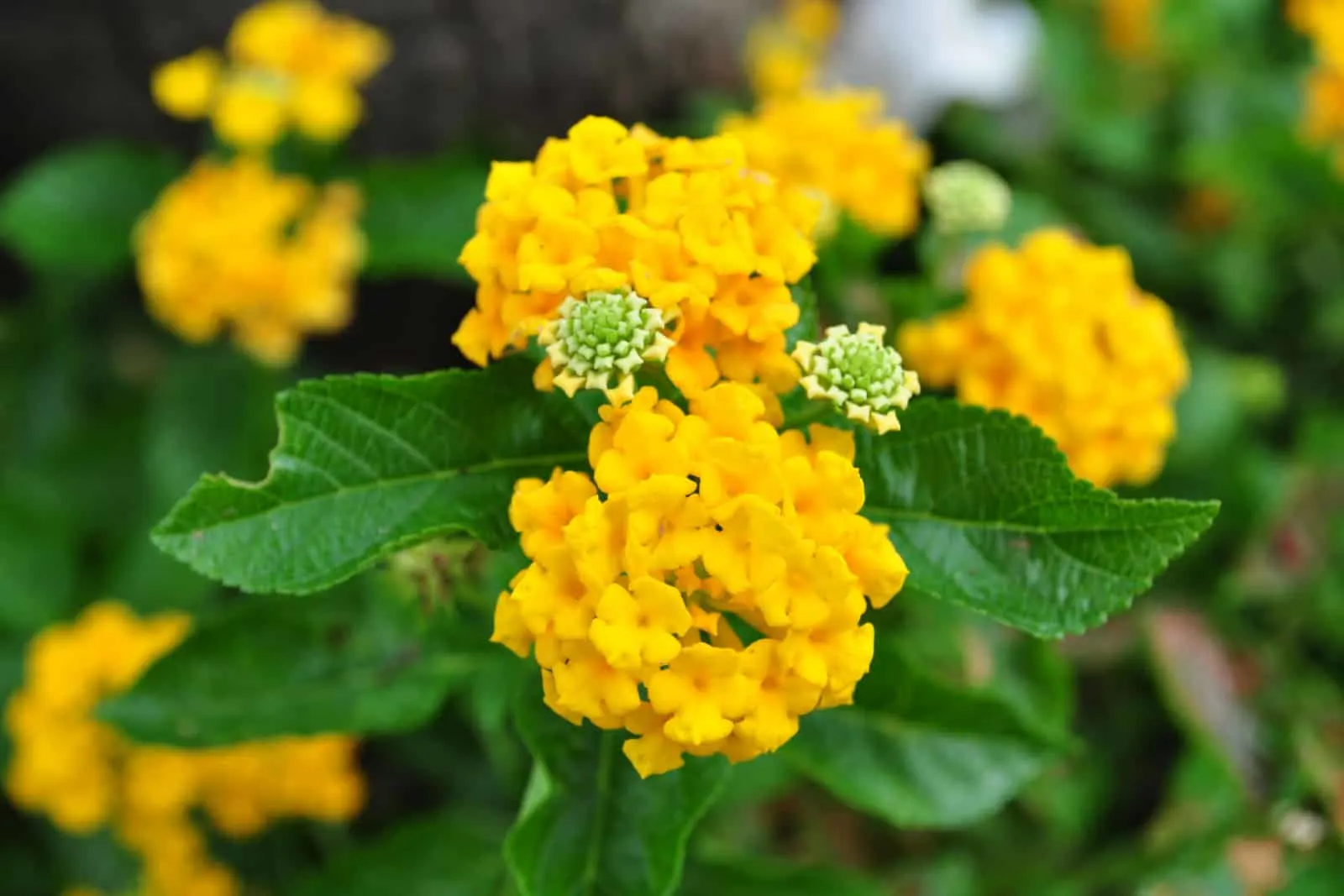 30 Weeds With Small Yellow Flowers And Tips To Eradicate Them