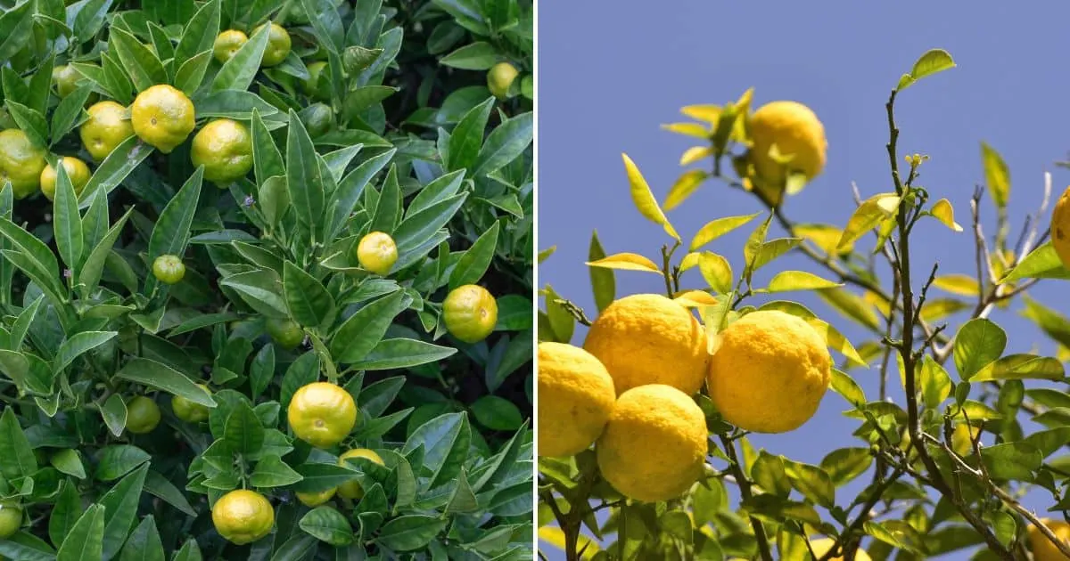 Best Lemon Varieties