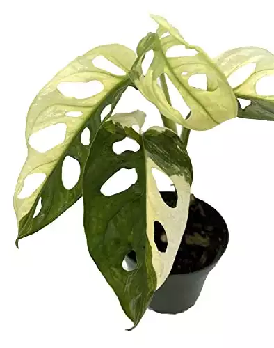 Exotic Variegated Swiss Cheese Plant