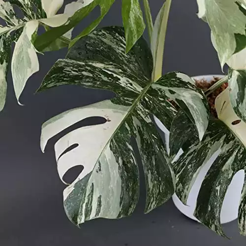 Monstera Albo White Tiger