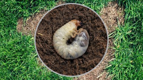 7 Signs Of Grubs In Lawn With Helpful Tips To Remove Them