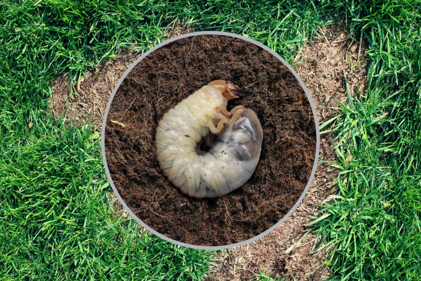 7 Signs Of Grubs In Lawn With Helpful Tips To Remove Them