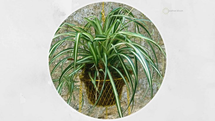 7 Signs of An Overwatered Spider Plant + Prevention Tips