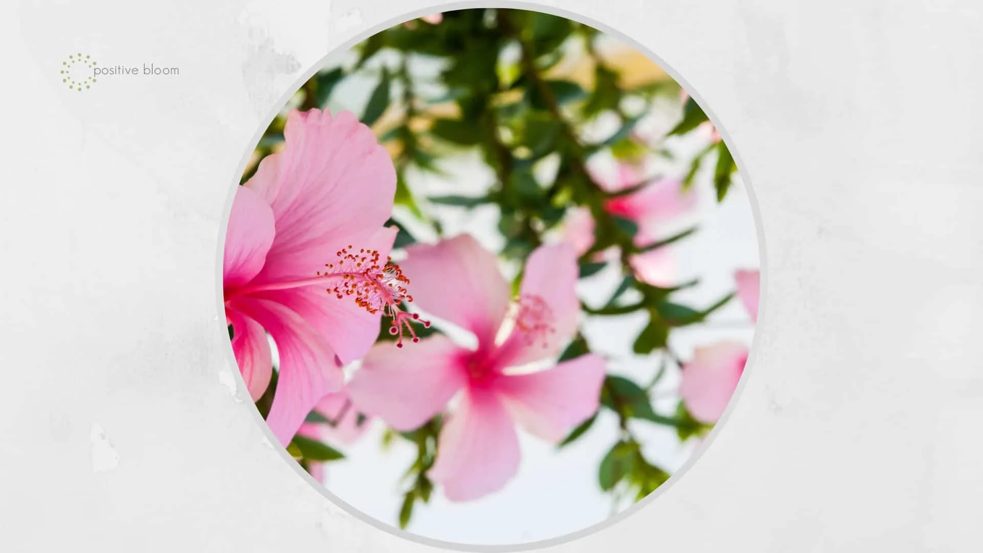 pink hibiscus flowering