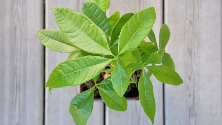 8 Possible Causes Of Money Tree Leaves Turning Brown + Solutions