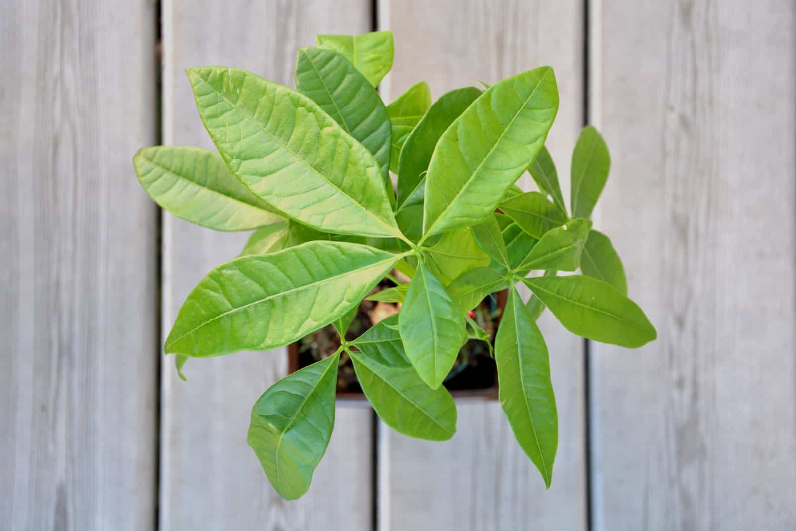 8 Possible Causes Of Money Tree Leaves Turning Brown + Solutions