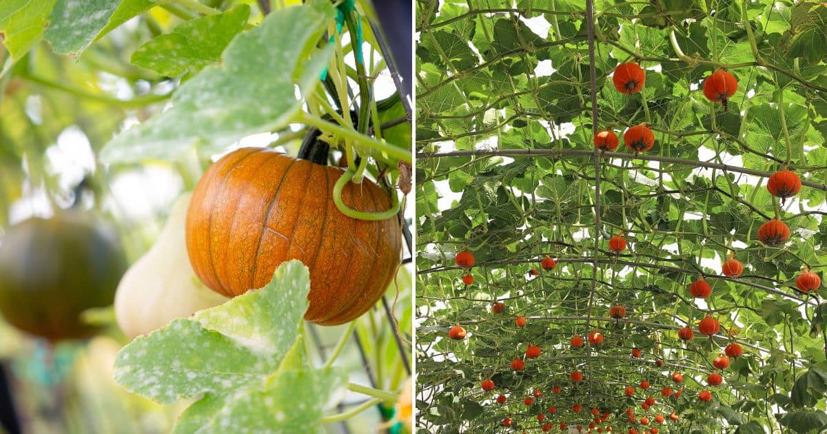 8 Tips For Growing Pumpkins On Trellis + Pros And Cons