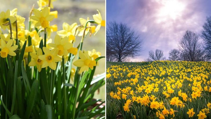 9 Things You Probably Didn’t Know About Daffodils