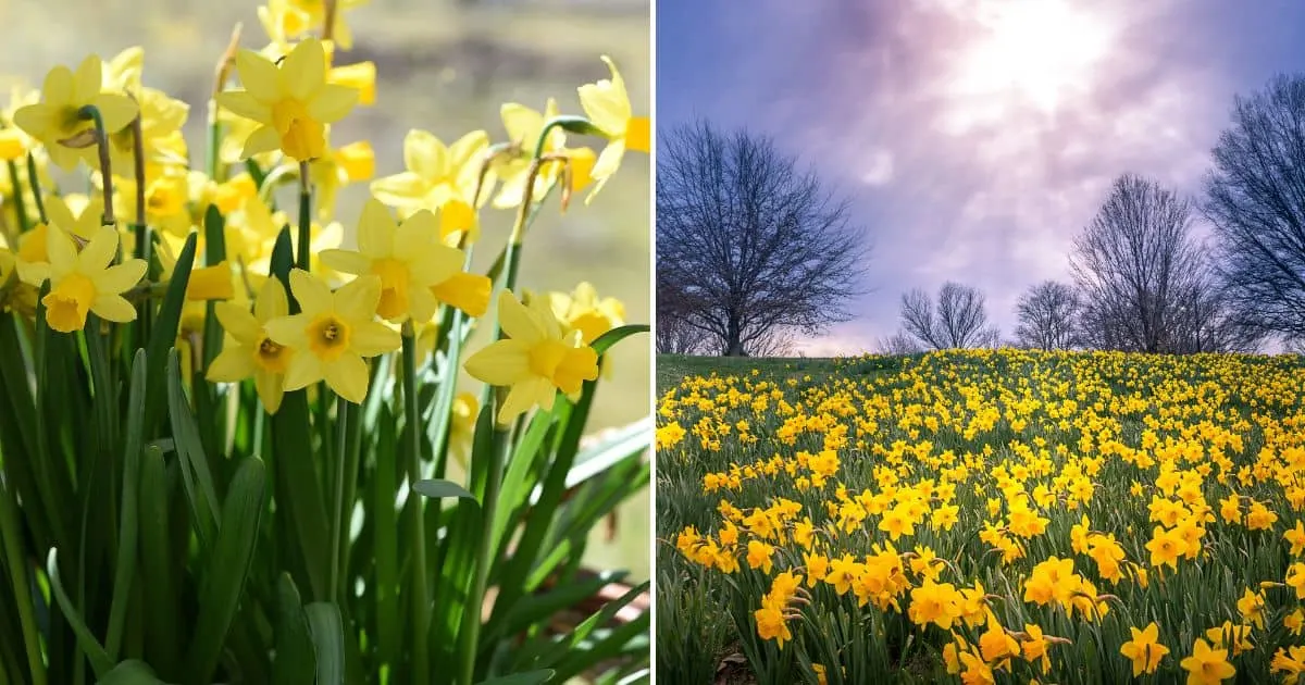 9 Things You Probably Didn’t Know About Daffodils