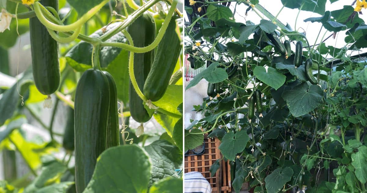 9 Tips For Growing Zucchini Vertically Like A Pro
